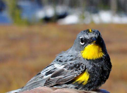 Songbirds may have 'borrowed' DNA to fuel migration