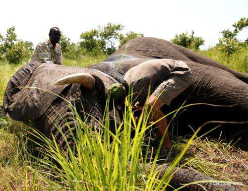 South Sudan expands efforts to protect remaining elephants