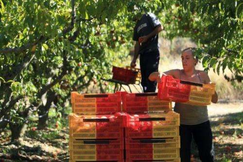 Spanish workers gather nectarines at a farm in Ille-sur-Tet, southern France, on September 12, 2013