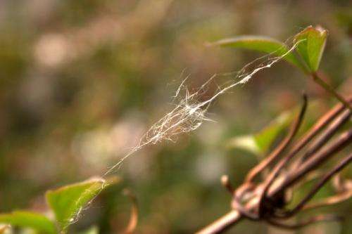 Spider silk is a wonder of nature, but it’s not stronger than steel