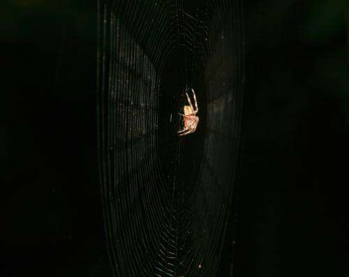 Spider webs more effective at ensnaring charged insects