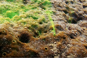 Sponges erode coral reef under acidification scenarios