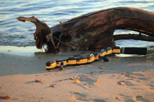 Salamandra robotica II, the only robot able to swim, crawl and walk