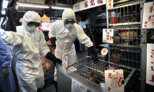 Staff cull chickens in a Hong Kong market on June 7, 2008, after the deadly H5N1 bird flu virus was found