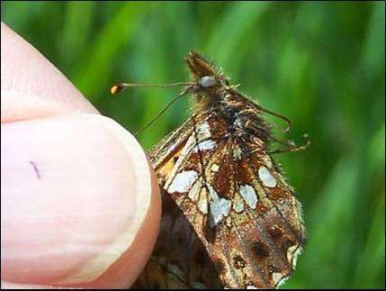 Standardized methods for the GMO monitoring of butterflies and moths: The whys and hows
