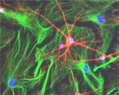 Star-shaped glial cells act as the brain's 'motherboard'