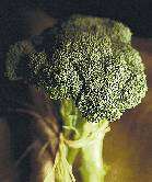 Steaming broccoli preserves potential power to fight cancer: study