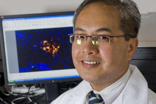 Stem cells help repair traumatic brain injury by building a 'biobridge'