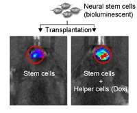 Stem cells may do best with a little help from their friends