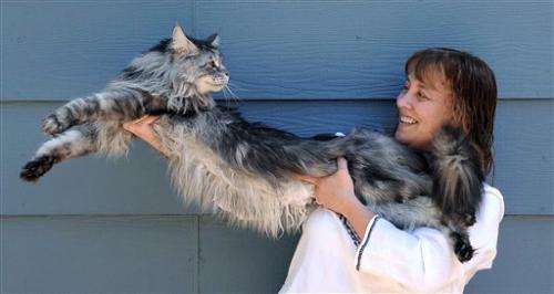Stewie the world's longest cat dies in Nevada