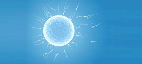 Sticky sperm could hold fertility key