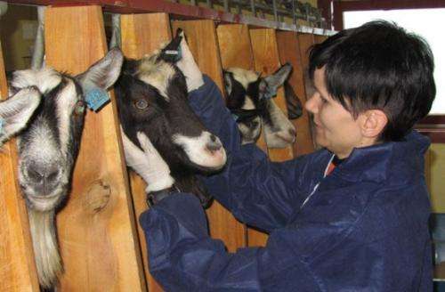 Stockmanship and animal welfare in the Norwegian dairy goat industry