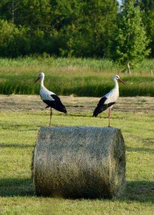 Storks stand on a straw bale near Warsaw on June 20, 2013