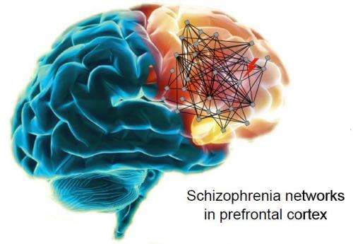 Stray prenatal gene network suspected in schizophrenia