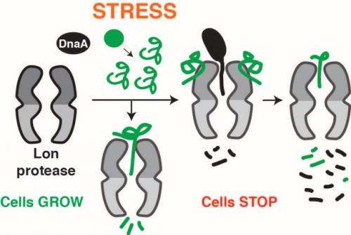 Stressed bacteria stop growing: Mechanism discovered