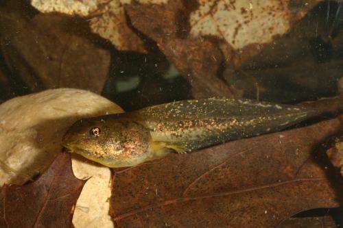 Stressed-out tadpoles grow larger tails to escape predators