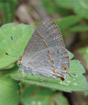 Striking green-eyed butterfly discovered in the United States