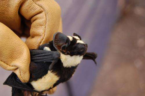 Striped like a badger -- new genus of bat identified in South Sudan