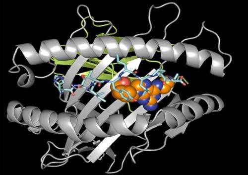 Structure helps yield drug 'hypersensitivity' tests for patients