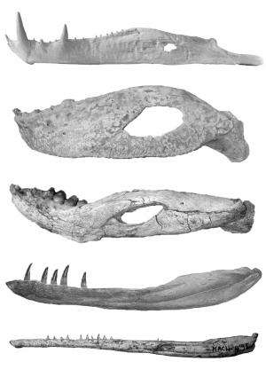 Jurassic jaws: How ancient crocodiles flourished during the age of the dinosaurs