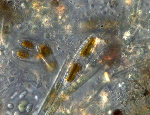 Student names three new algae species in the Everglades