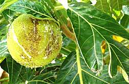 Studies confirm breadfruit's ability to repel insects