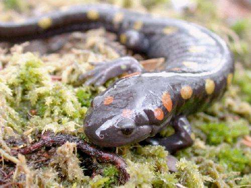 Study confirms US amphibian populations declining at rapid rate