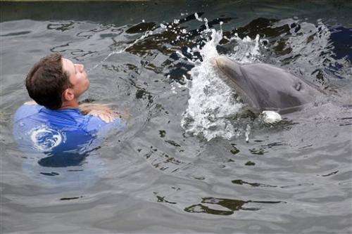 Study: Dolphins can problem solve like humans