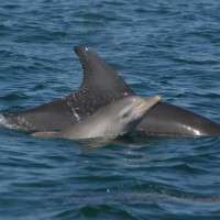 Study first to track South-West dolphins
