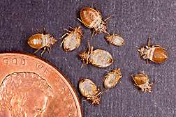 Studying bed bug actions for new management tactics