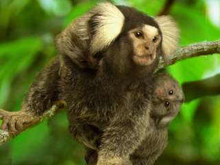 Study: Marmoset success with twin gestation
