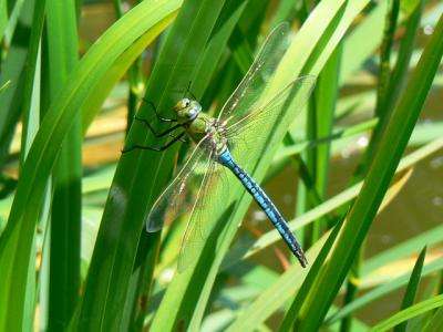 Study of dragonfly prey detection at MBL wins PNAS Cozzarelli Prize