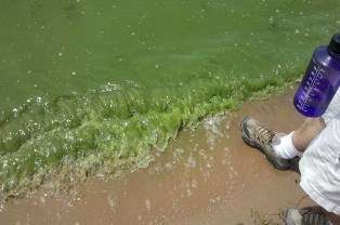 Study of gene expression in common blue-green algae reveals what makes it bloom, toxic
