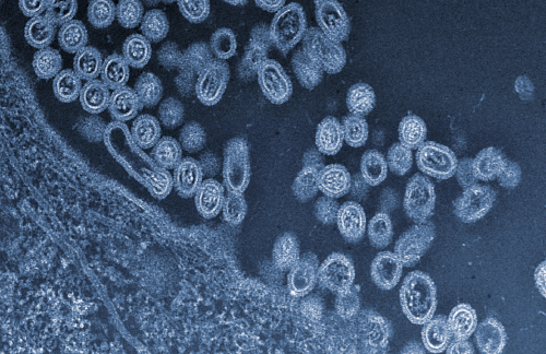 Study puts troubling traits of H7N9 avian flu virus on display