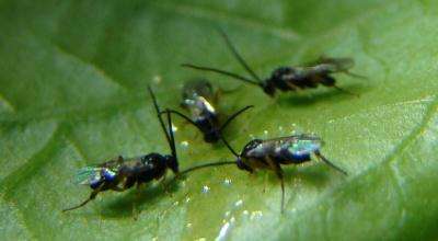 Study Sheds Light on Production of Parasitic Wasp's Courtship Song