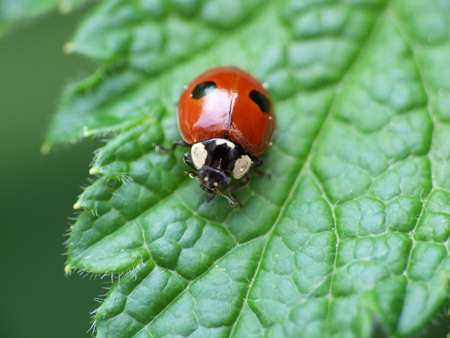 Study shows disease spread in ladybirds with sexually transmitted disease