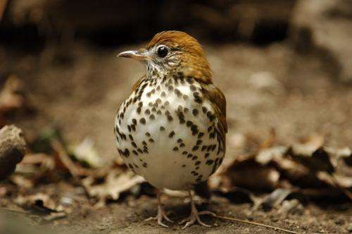 Study shows exurban residences impact bird communities up to 200 meters away