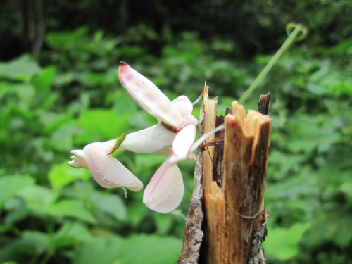 Study shows orchid mantis more attractive to their prey than real orchids