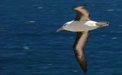 Study uncovers albatross fishing grounds