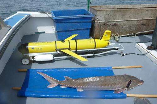 Sturgeon search: Scientists use satellites, underwater robot to study Atlantic sturgeon migrations