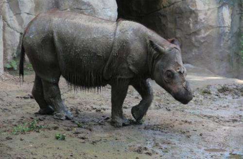Suci, a female Sumatran rhino is shown at Cincinnati Zoo, July 23, 2013