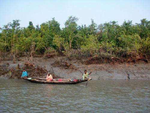 Bengali forests are fading away