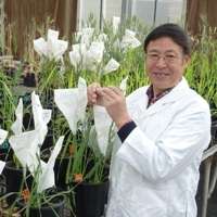Superfast plant breeding slashes production times