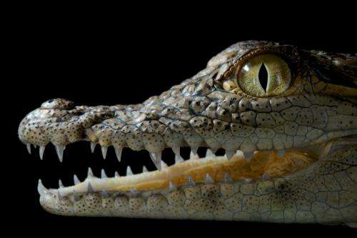 Supersense: It's a snap for crocs