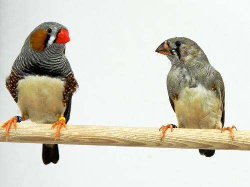 Super song learners: Researchers uncover a mechanism for improving song learning in juvenile zebra finches