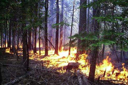 Suppression of naturally occurring blazes may increase wildfire risk