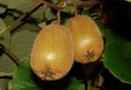 Surprises discovered in decoded kiwifruit genome