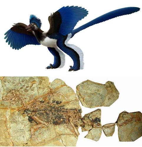 Systematic position of Archaeopteryx challenged?
