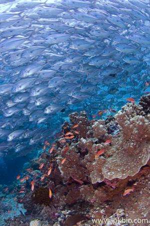 Taking over the oceans: adult fish characteristics predict a species’ dispersal