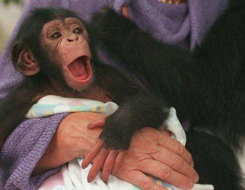 Tammy, a one-month old chimpanzee, in Cape Town on March 2, 2000